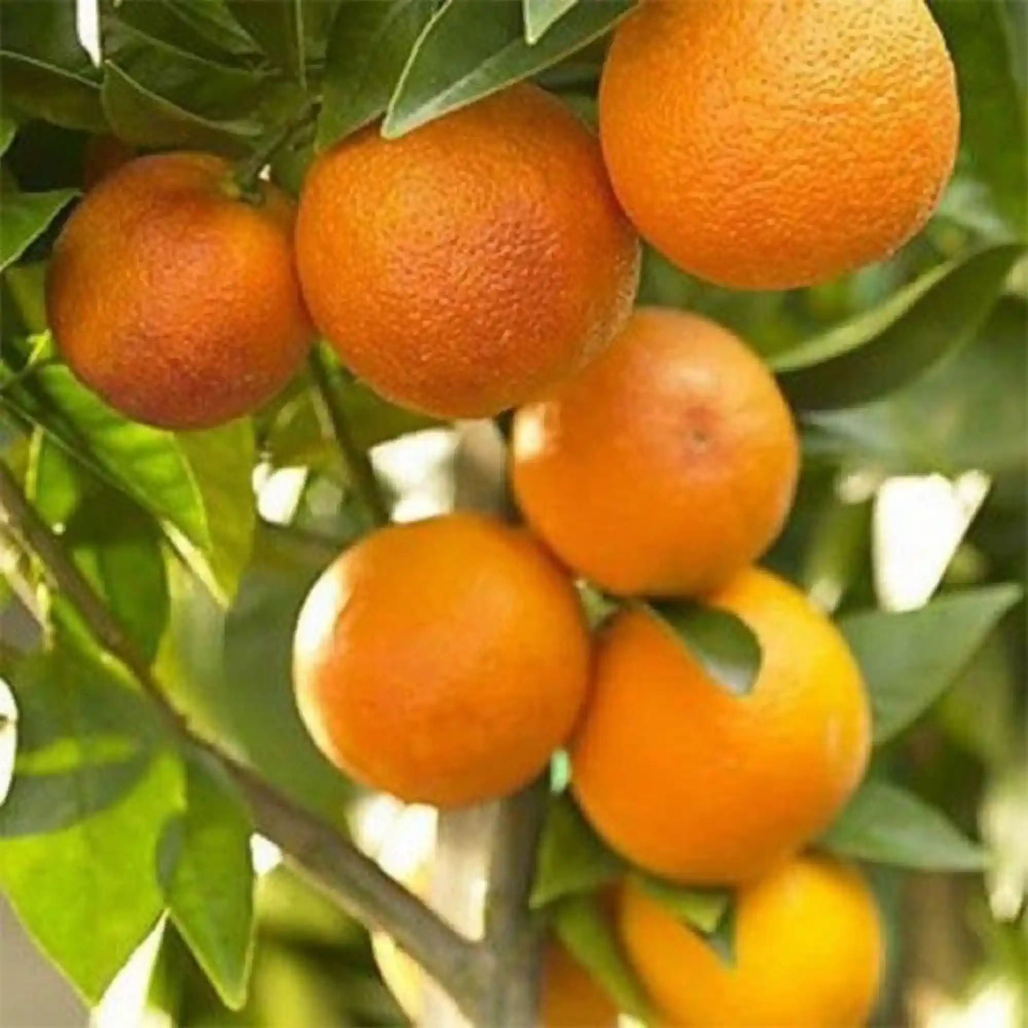Orange Nagpuri